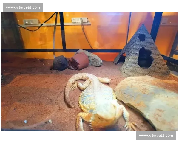 畅享家庭观赛乐趣体育赛事沉浸式体验全攻略 畅享家庭观赛乐趣体育赛事沉浸式体验全攻略